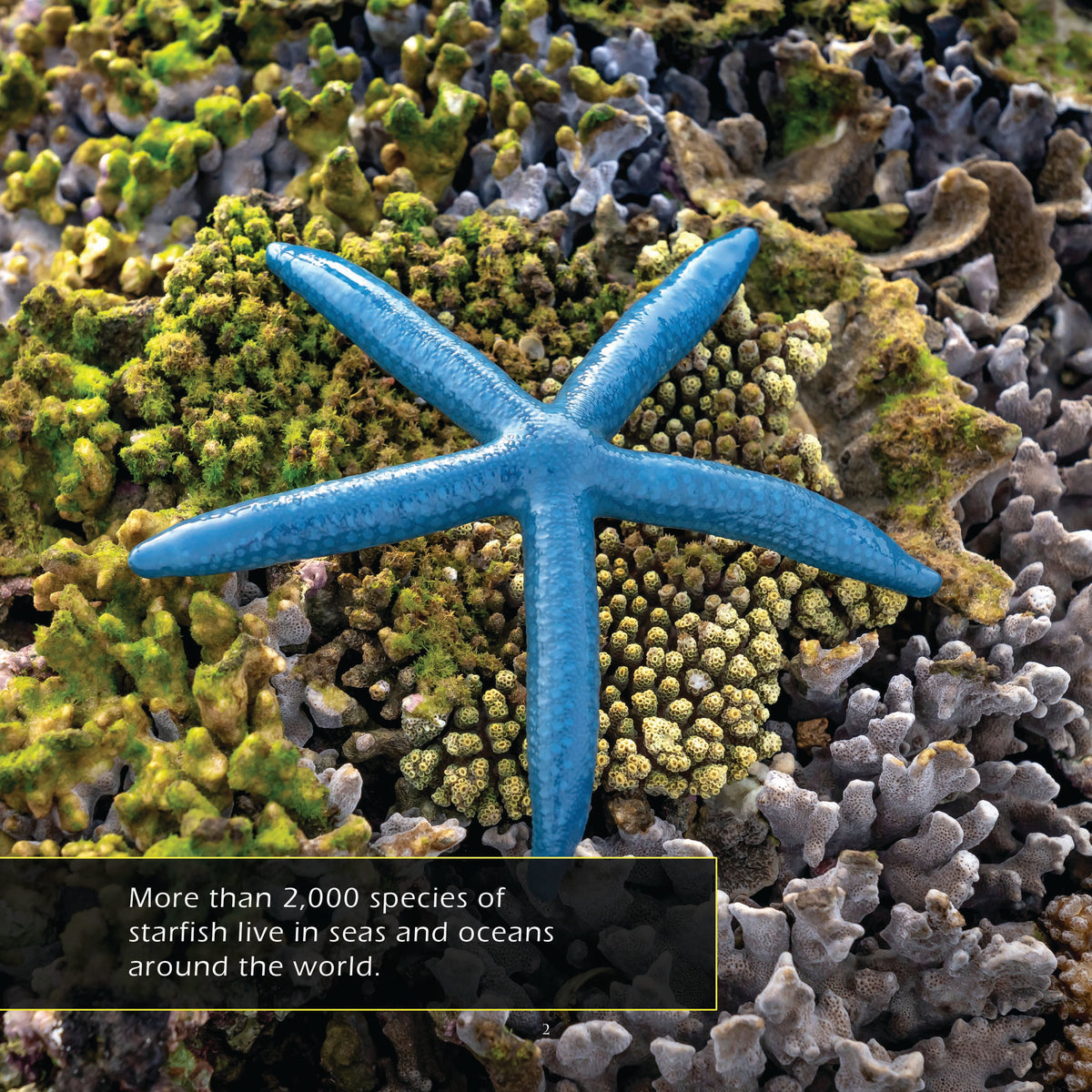 Starfish! A My Incredible World Picture Book for Children