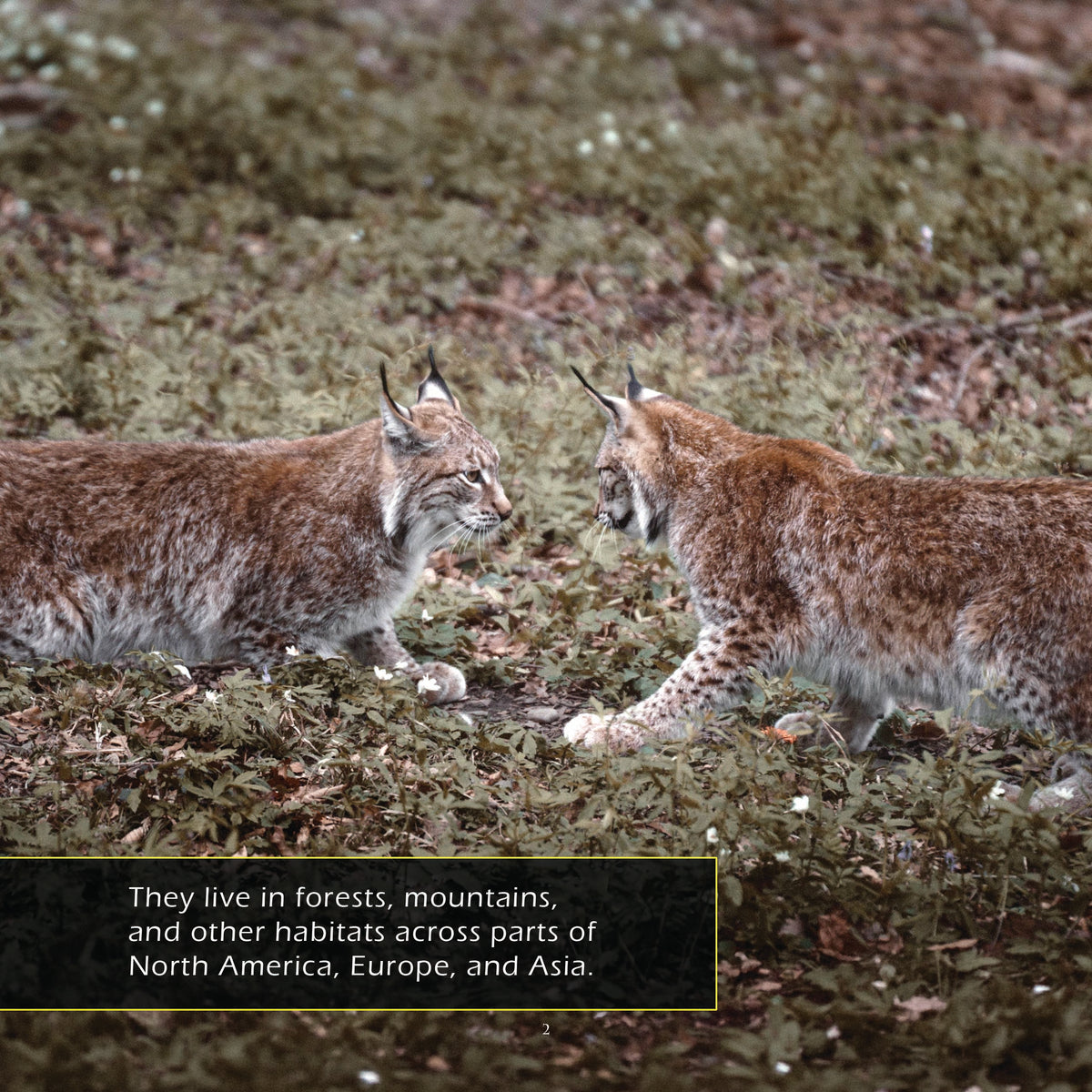 Lynxes! A My Incredible World Picture Book for Children