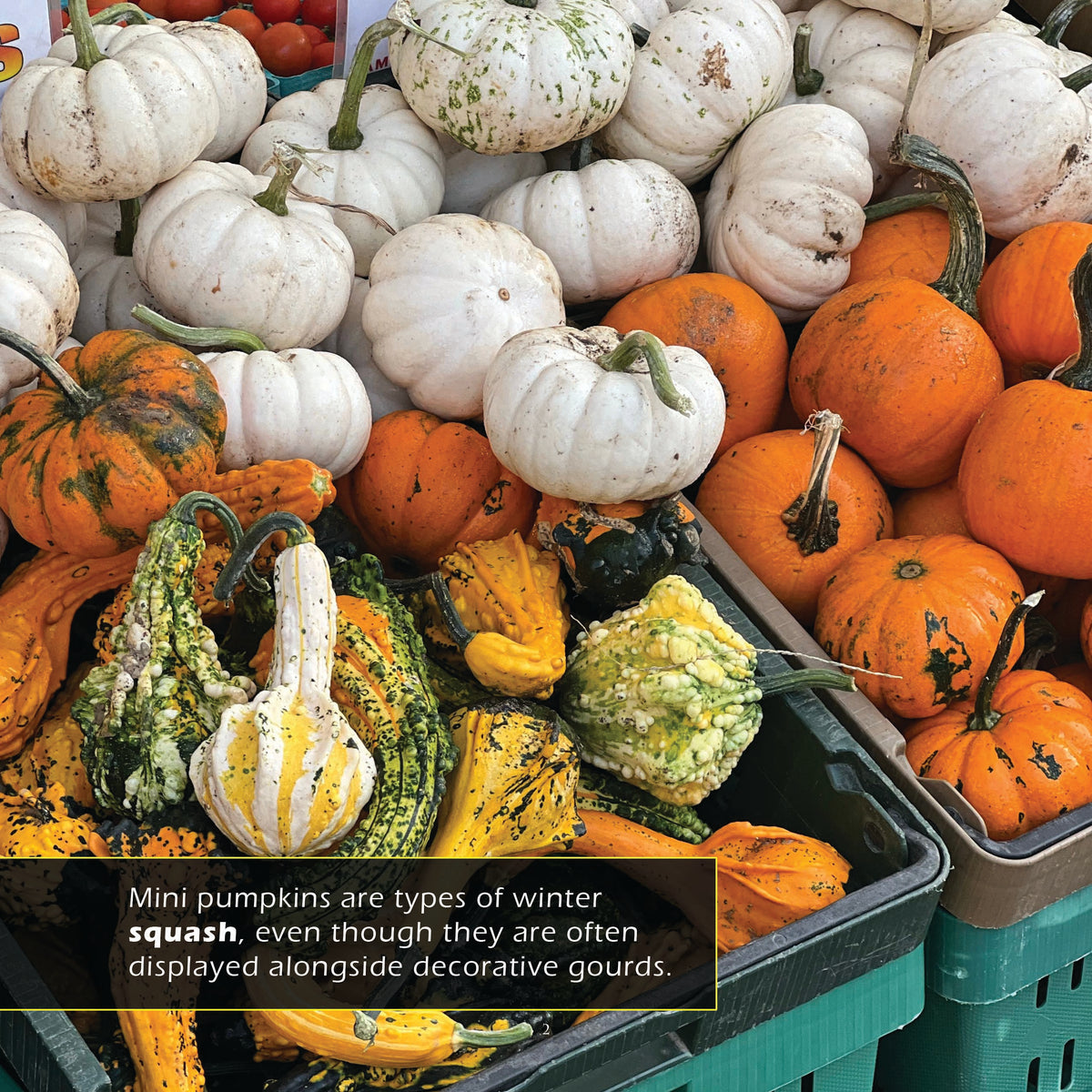 Mini Pumpkins! A My Incredible World Picture Book for Children