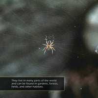 Orb-Weaver Spiders! A My Incredible World Picture Book for Children