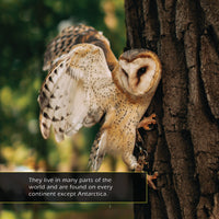 Barn Owls! A My Incredible World Picture Book for Children