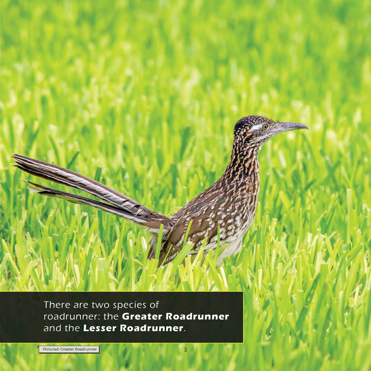 Roadrunners! A My Incredible World Picture Book for Children