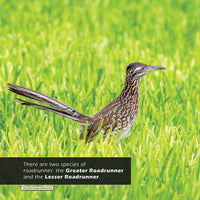 Roadrunners! A My Incredible World Picture Book for Children
