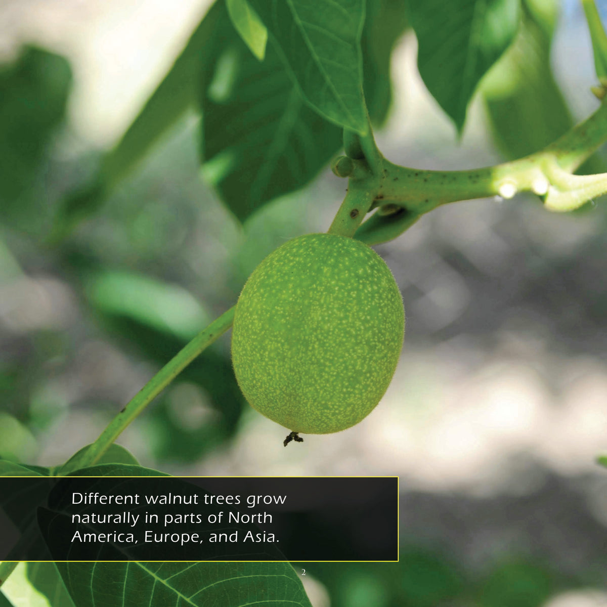 Walnuts! Classroom 10-Pack