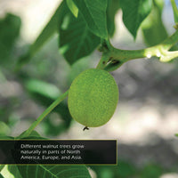Walnuts! Classroom 10-Pack