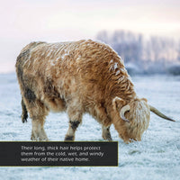 Highland Cows! A My Incredible World Picture Book for Children