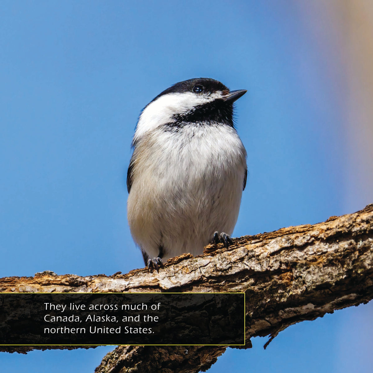 Black-Capped Chickadees Classroom 10-Pack