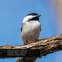 Black-Capped Chickadees Classroom 10-Pack