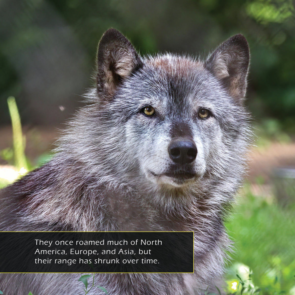 Gray Wolves! A My Incredible World Picture Book for Children