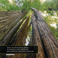 Low-angle photograph looking up through giant redwood trees, showing textured brown bark and green foliage against a bright sky. A text overlay at the bottom reads, 'There are three living species of redwood: coast redwoods, giant sequoias, and dawn redwoods.