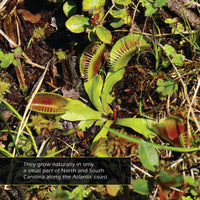 Venus Flytraps! A My Incredible World Picture Book for Children