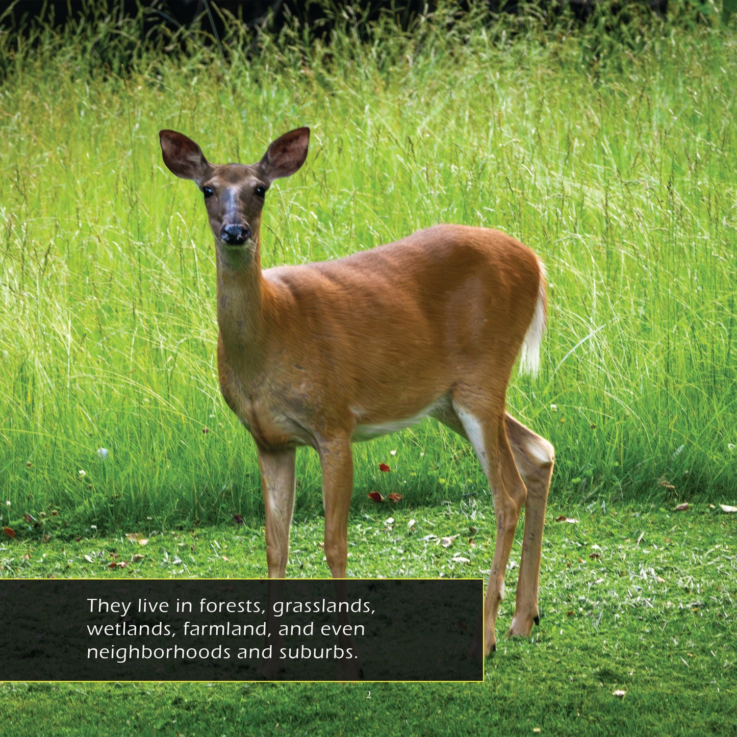 White-Tailed Deer! A My Incredible World Picture Book for Children