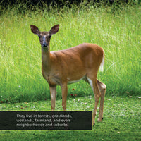 White-Tailed Deer! A My Incredible World Picture Book for Children
