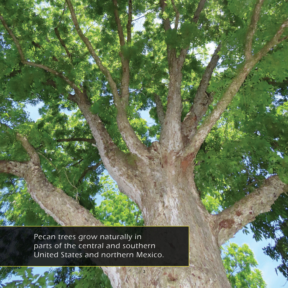 Pecans! A My Incredible World Picture Book for Children
