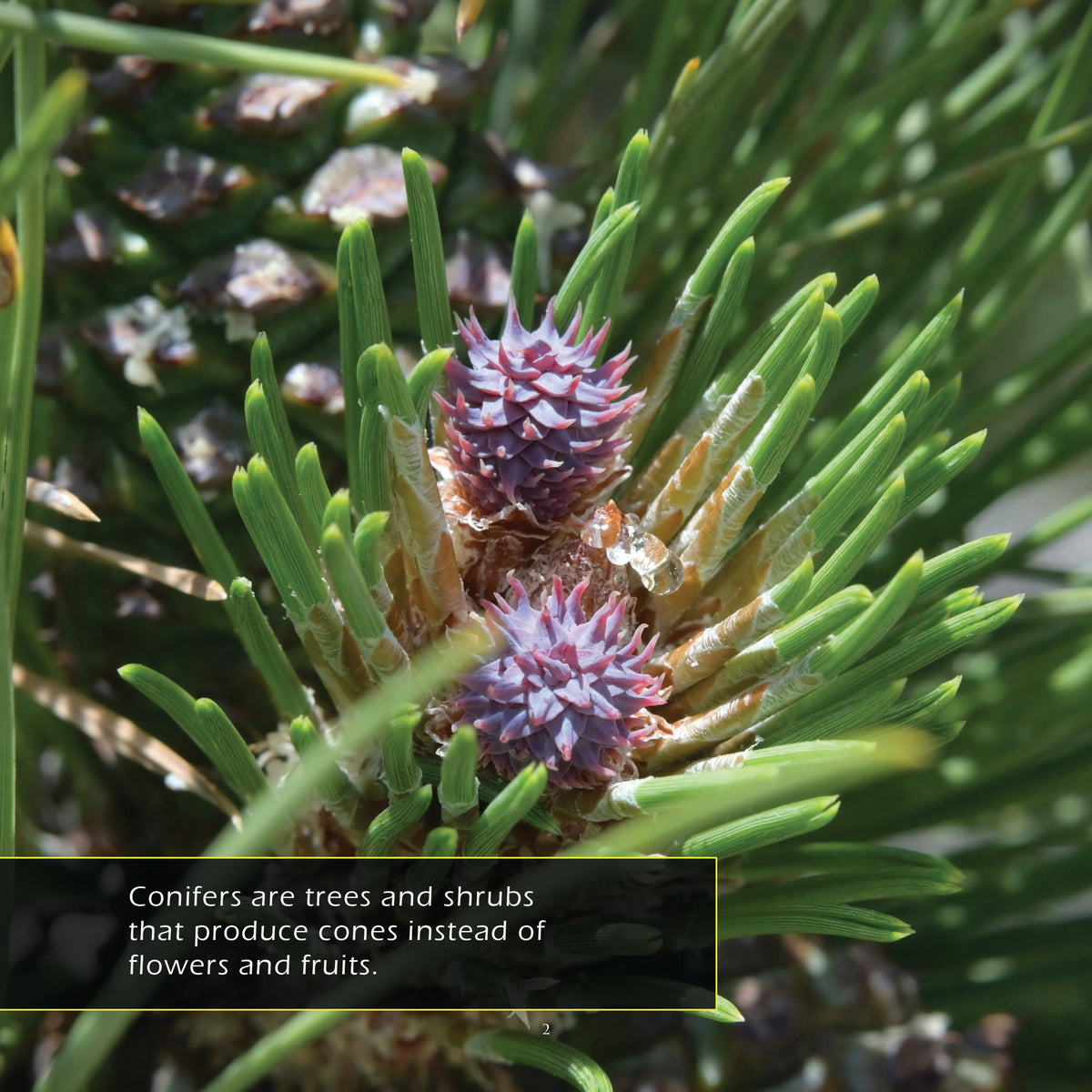 Pine Cones! A My Incredible World Picture Book for Children