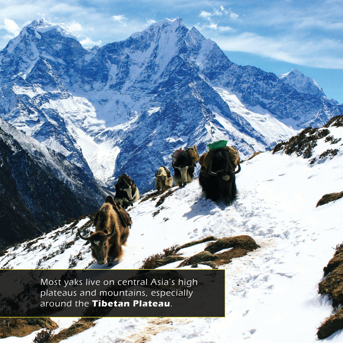 Yaks! A My Incredible World Picture Book for Children