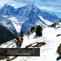 Yaks! A My Incredible World Picture Book for Children
