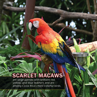 Birds of Costa Rica! A My Incredible World Picture Book for Children