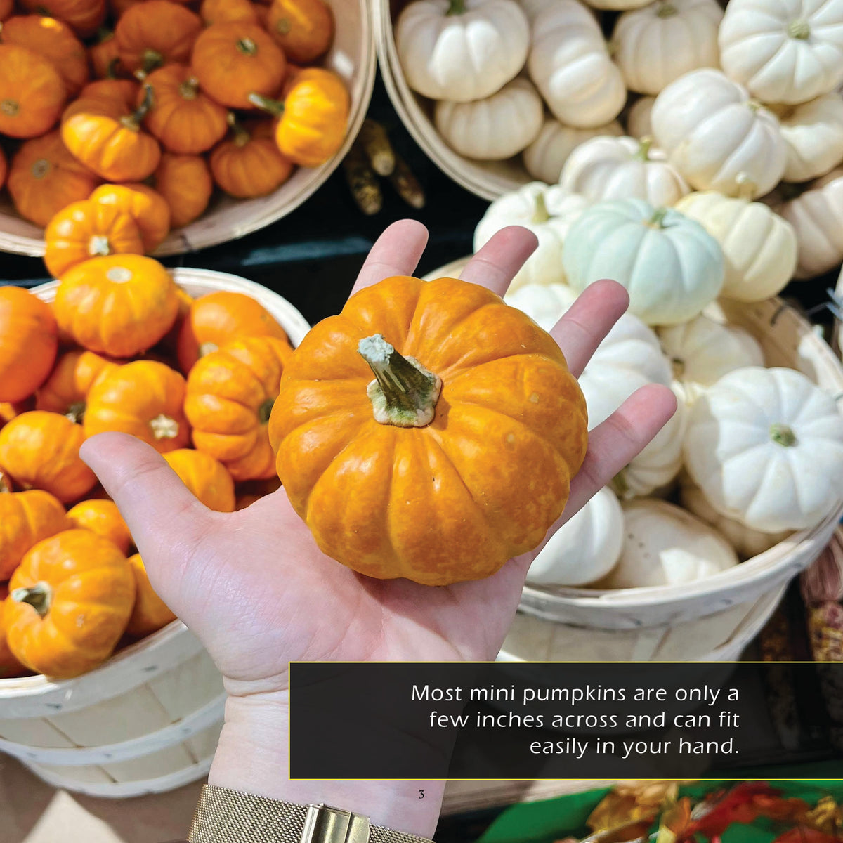 Mini Pumpkins! A My Incredible World Picture Book for Children