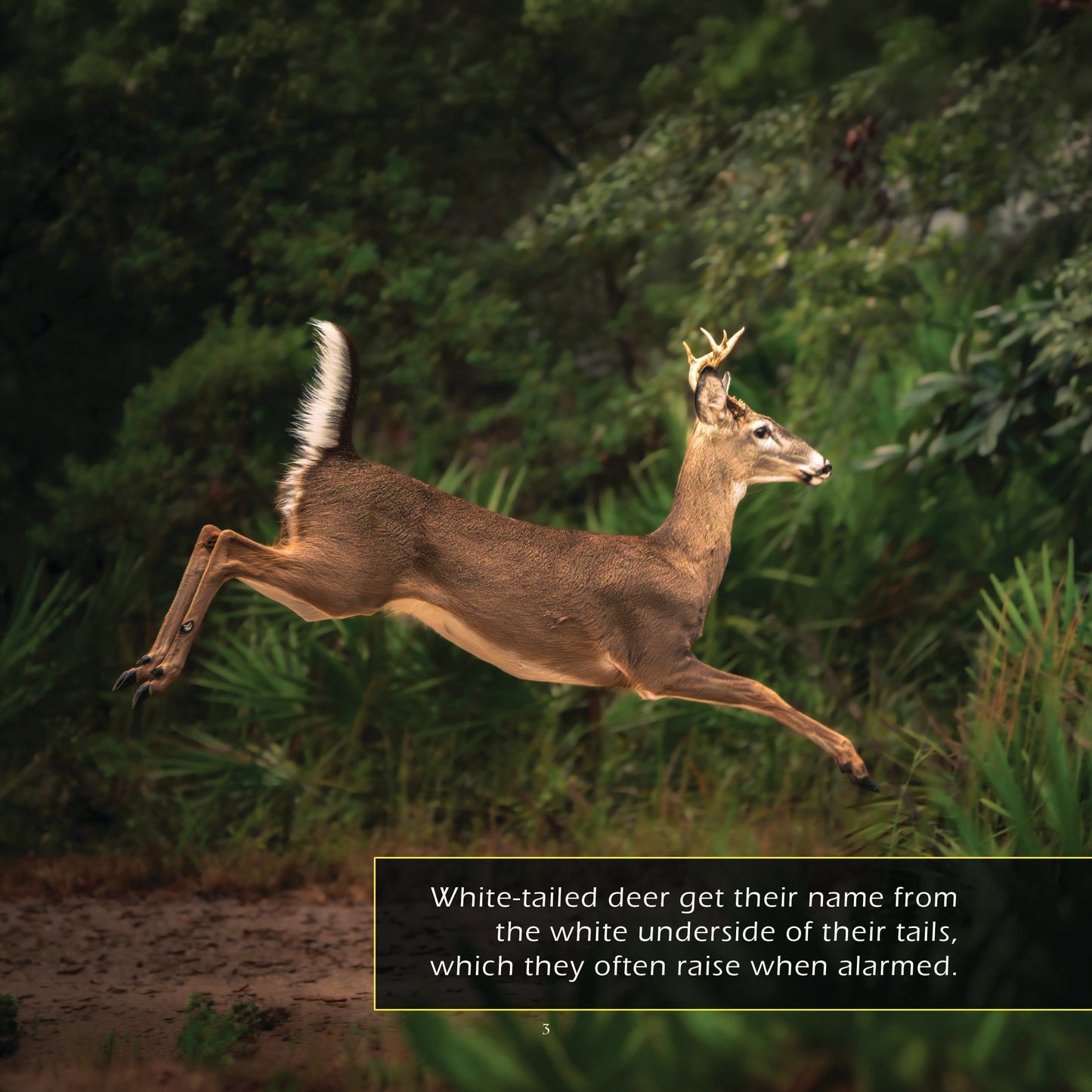 White-Tailed Deer! A My Incredible World Picture Book for Children
