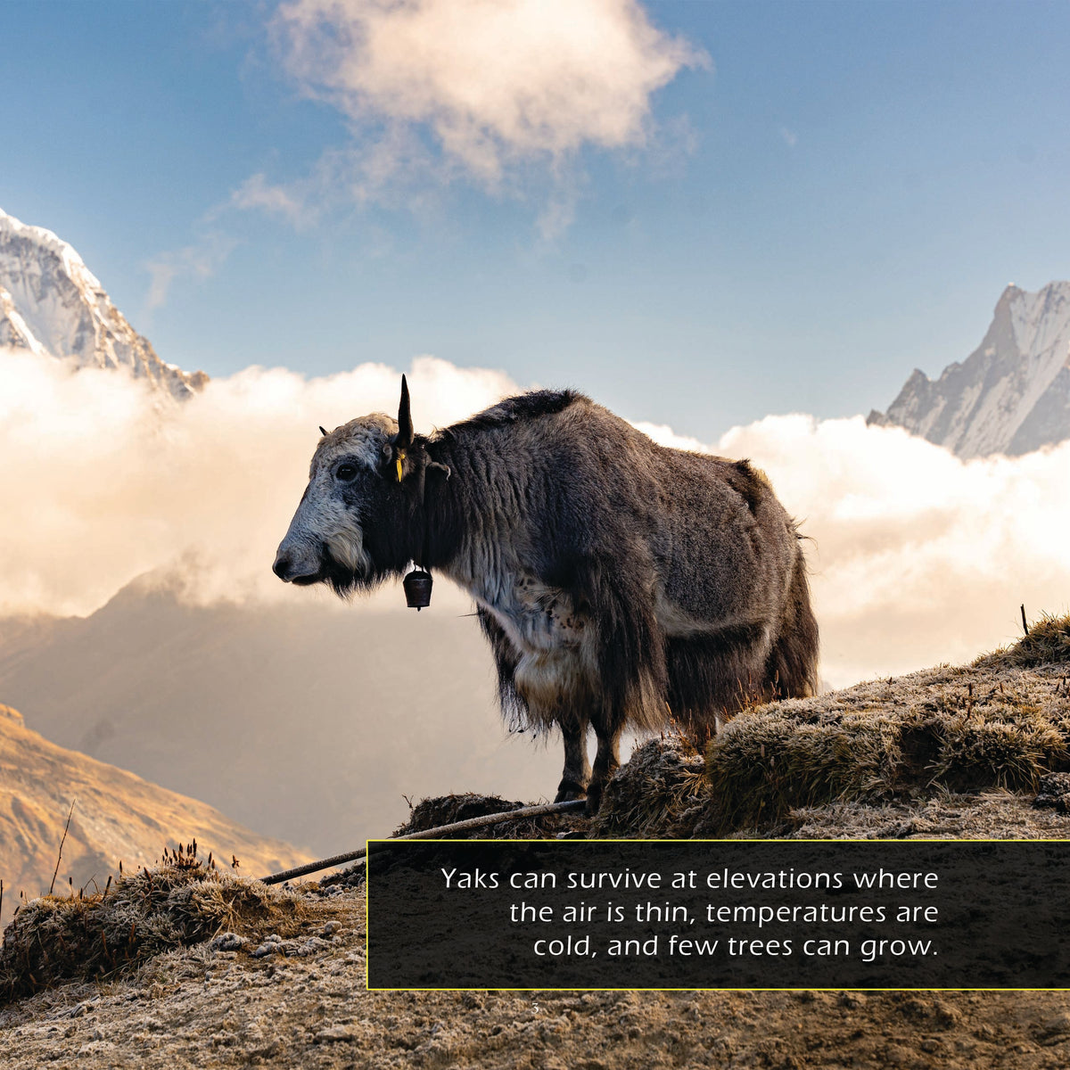 Yaks! A My Incredible World Picture Book for Children