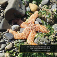 Starfish! A My Incredible World Picture Book for Children