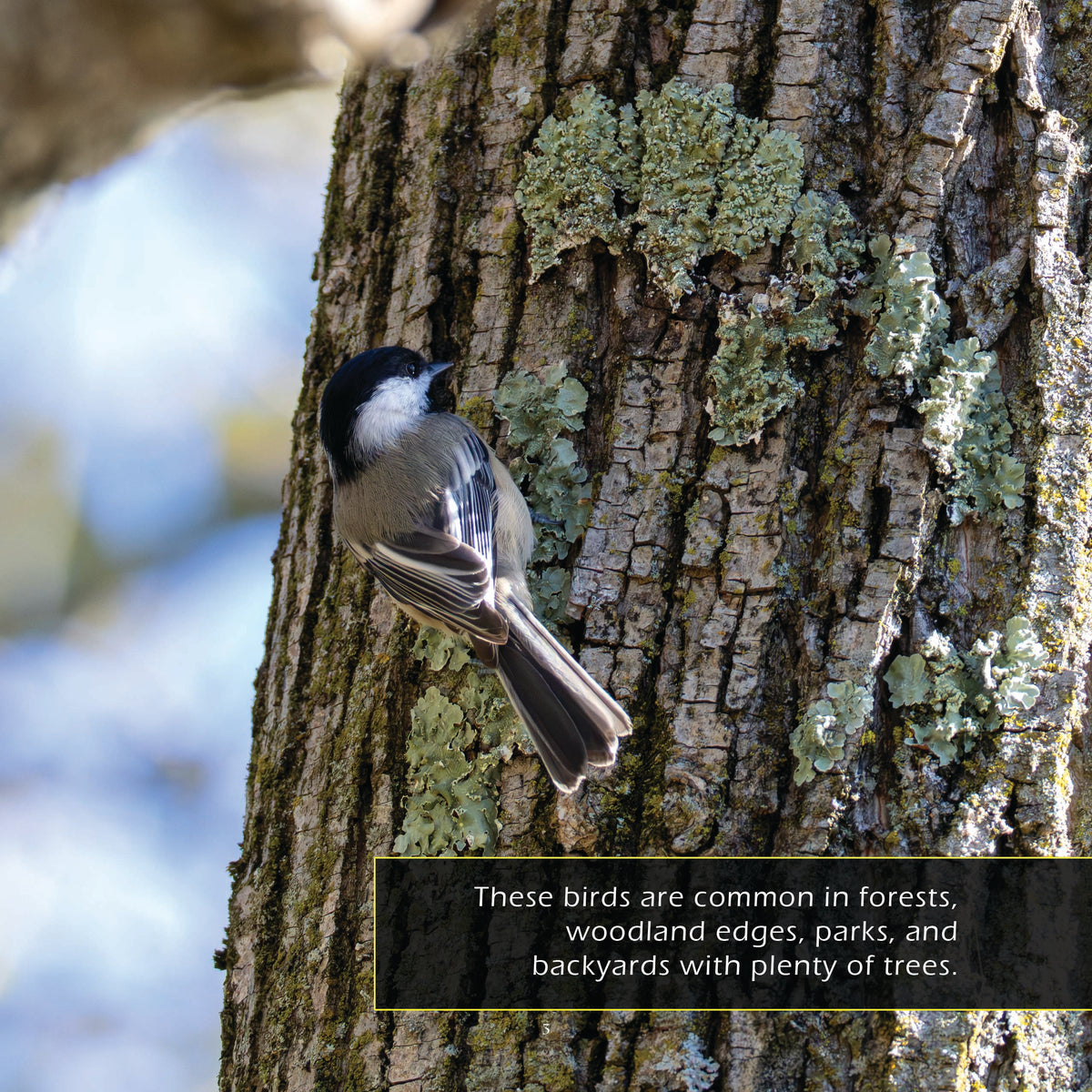 Black-Capped Chickadees Classroom 10-Pack