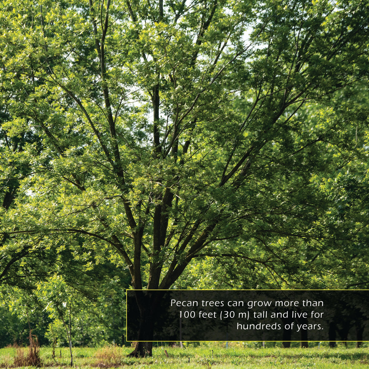 Pecans! A My Incredible World Picture Book for Children