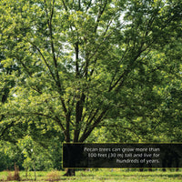 Pecans! A My Incredible World Picture Book for Children