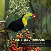Birds of Costa Rica! A My Incredible World Picture Book for Children