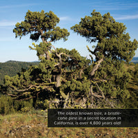 Trees! Classroom 10-Pack