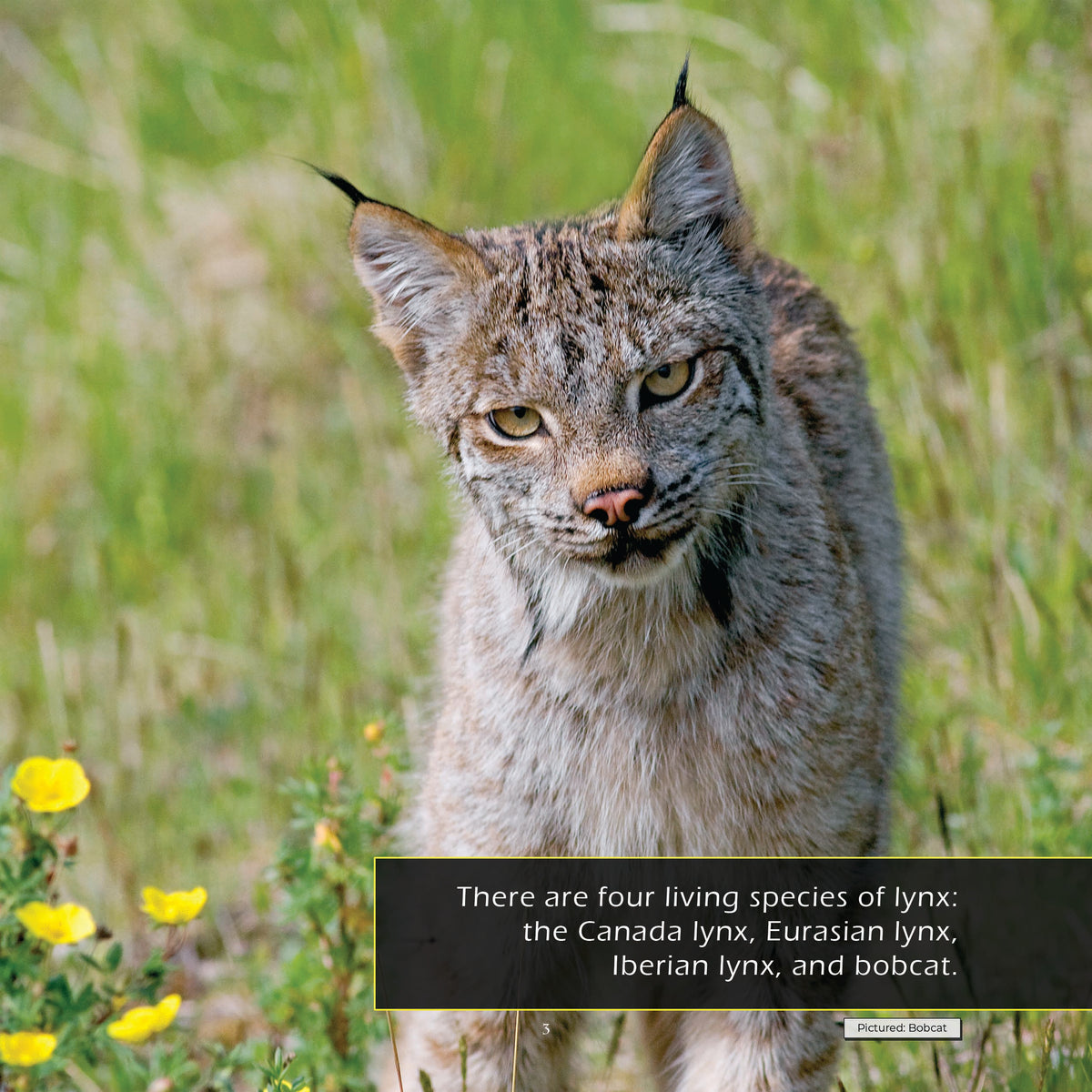 Lynxes! A My Incredible World Picture Book for Children