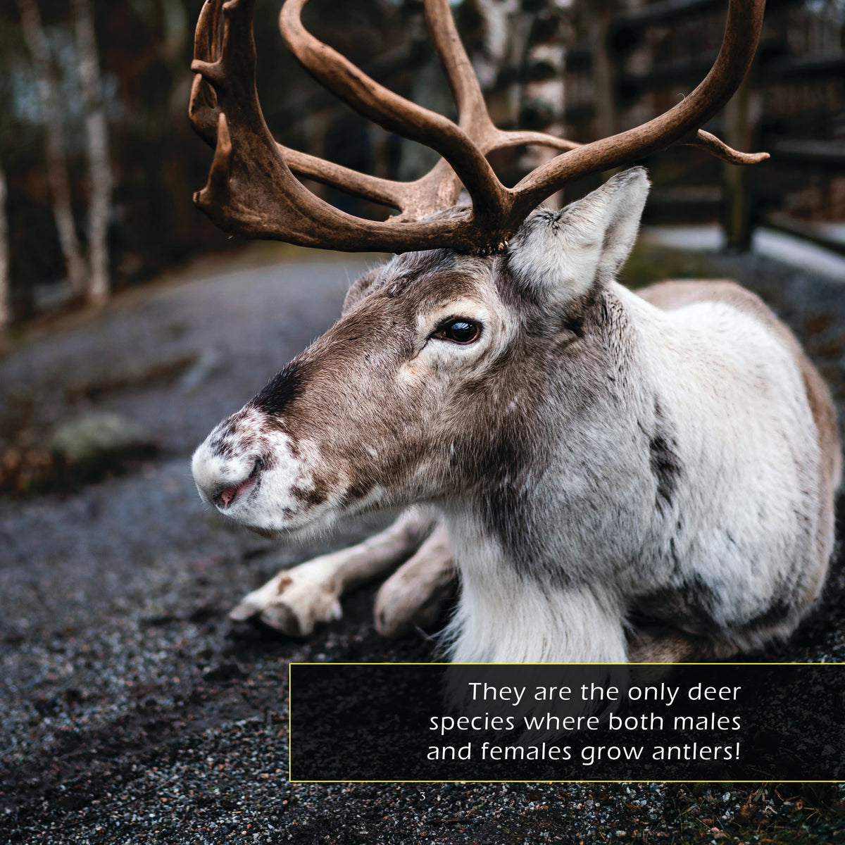 Reindeer! Classroom 10-Pack