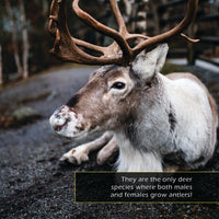 Reindeer! Classroom 10-Pack