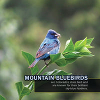 Birds of Colorado! A My Incredible World Picture Book for Children