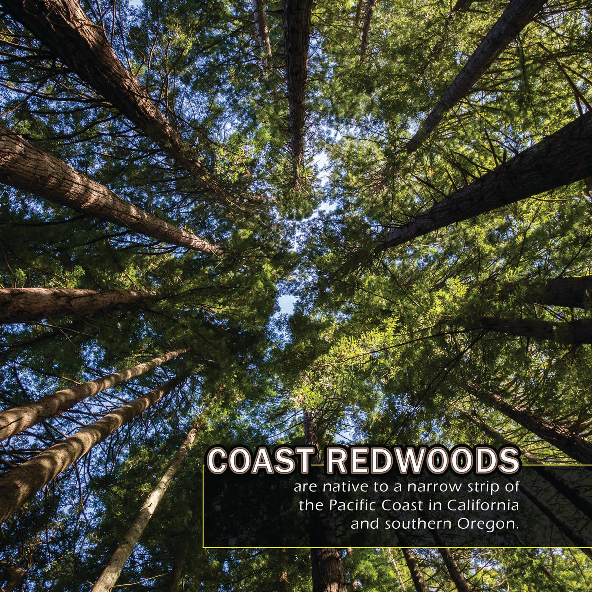 Upward view looking up through a dense forest of tall redwood trees toward a patch of blue sky, with text overlay reading 'COAST-REDWOODS' and a descriptive caption about native range.