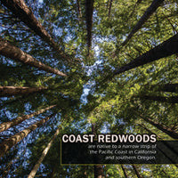 Upward view looking up through a dense forest of tall redwood trees toward a patch of blue sky, with text overlay reading 'COAST-REDWOODS' and a descriptive caption about native range.