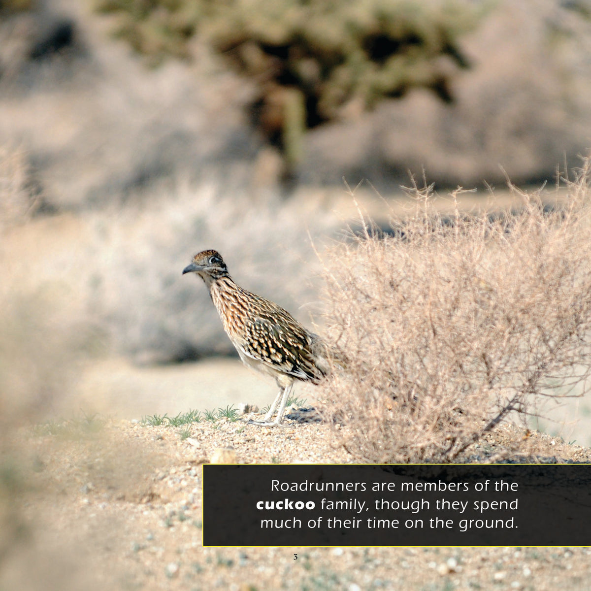 Roadrunners! A My Incredible World Picture Book for Children