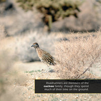 Roadrunners! A My Incredible World Picture Book for Children