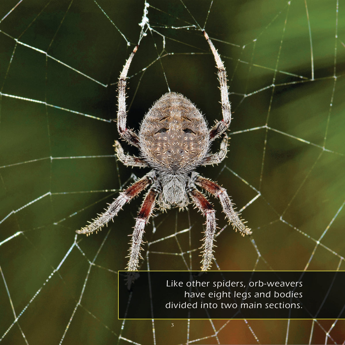 Orb-Weaver Spiders! A My Incredible World Picture Book for Children