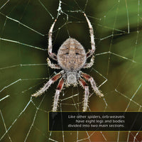 Orb-Weaver Spiders! A My Incredible World Picture Book for Children