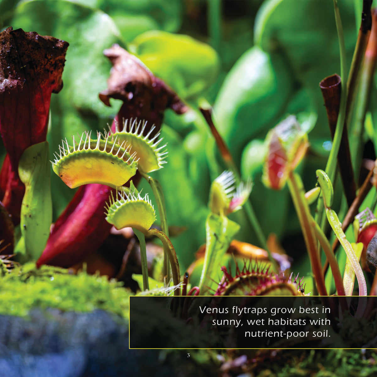 Venus Flytraps! A My Incredible World Picture Book for Children