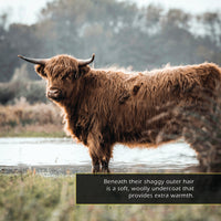 Highland Cows! A My Incredible World Picture Book for Children