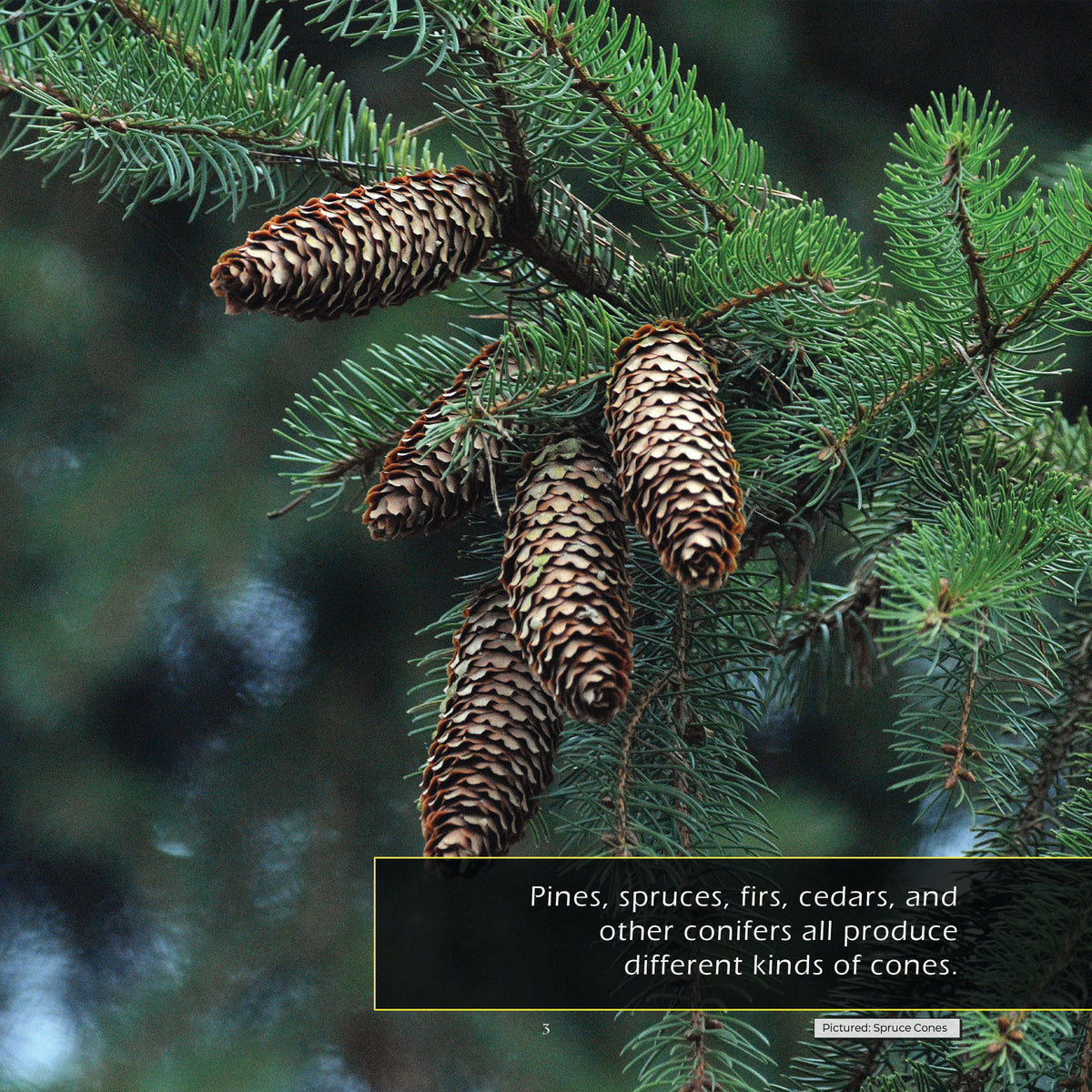 Pine Cones! A My Incredible World Picture Book for Children