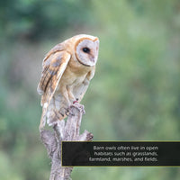Barn Owls! A My Incredible World Picture Book for Children
