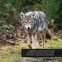 Gray Wolves! A My Incredible World Picture Book for Children