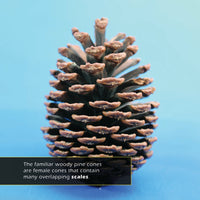 Pine Cones! A My Incredible World Picture Book for Children
