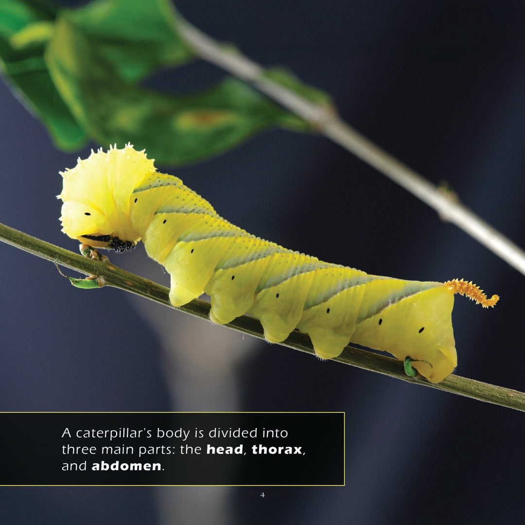 Caterpillars! A My Incredible World Picture Book for Children