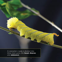 Caterpillars! A My Incredible World Picture Book for Children