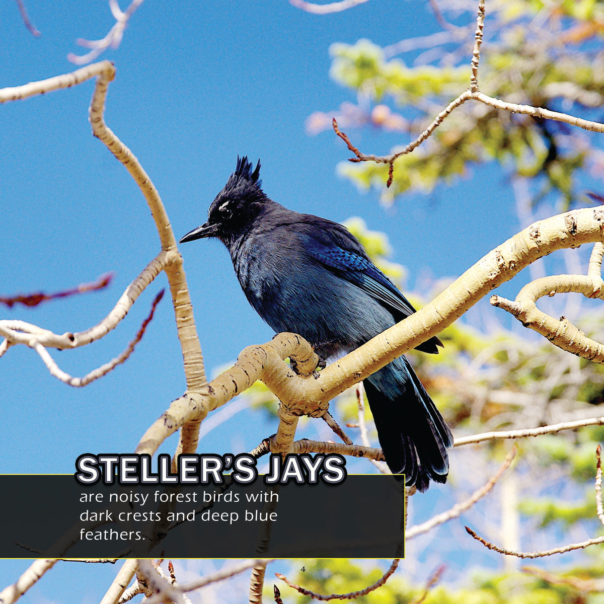 Birds of Colorado! A My Incredible World Picture Book for Children